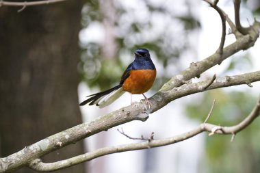 erkek AK sokumlu köstebek, copsychus malabaricus