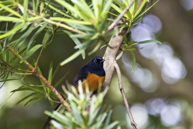 erkek AK sokumlu köstebek, copsychus malabaricus