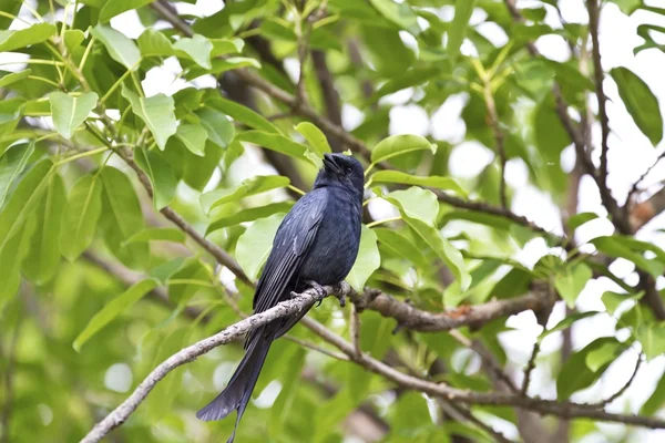 Brąz drongo, dicrurus aeneus — Zdjęcie stockowe