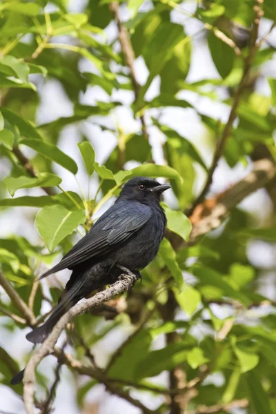 Drongo Bronzeado, Dicrurus aeneus — Fotografia de Stock