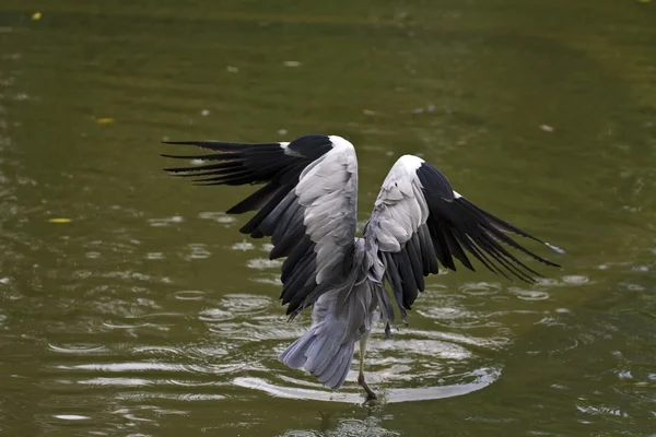 Garza gris, ardea cinerea —  Fotos de Stock