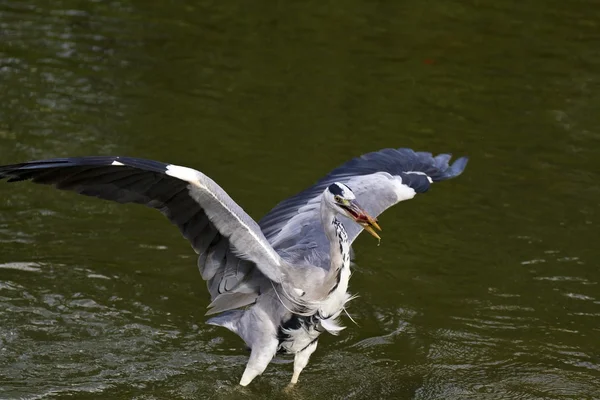 Garza gris, ardea cinerea — Foto de Stock