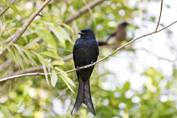 Drongo Bronzeado, Dicrurus aeneus — Fotografia de Stock