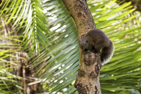 Eichhörnchen — Stockfoto