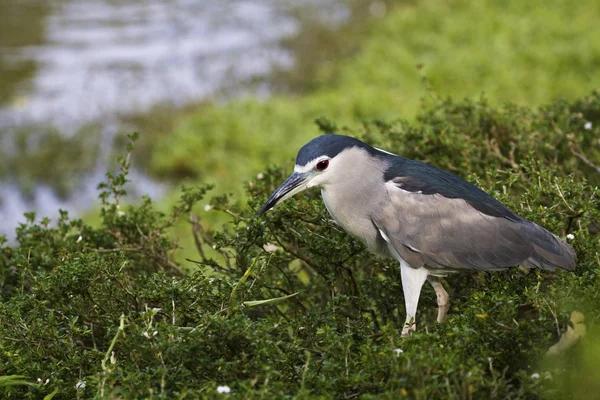 Black-crowned Night Heron,Nycticorax nycticorax — Stock Photo, Image