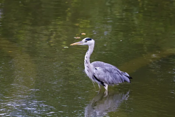 Garça cinzenta, ardea cinerea — Fotografia de Stock