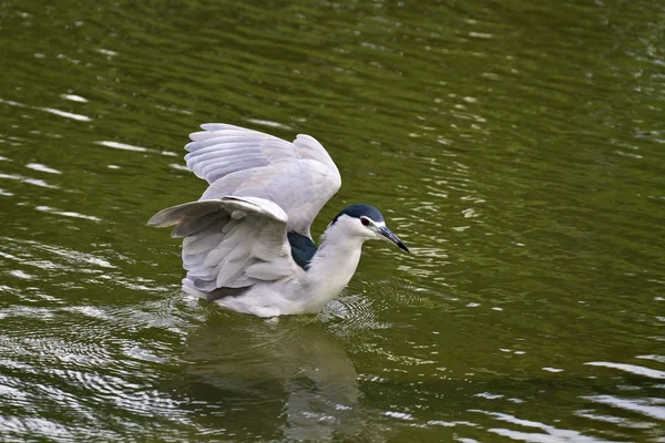 Heron Noite Preto-coroado, Nycticorax nycticorax — Fotografia de Stock