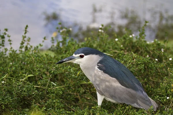 Black-crowned Night Heron,Nycticorax nycticorax — Stock Photo, Image