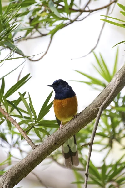 Samec tundrový Petr, copsychus malabaricus — Stock fotografie