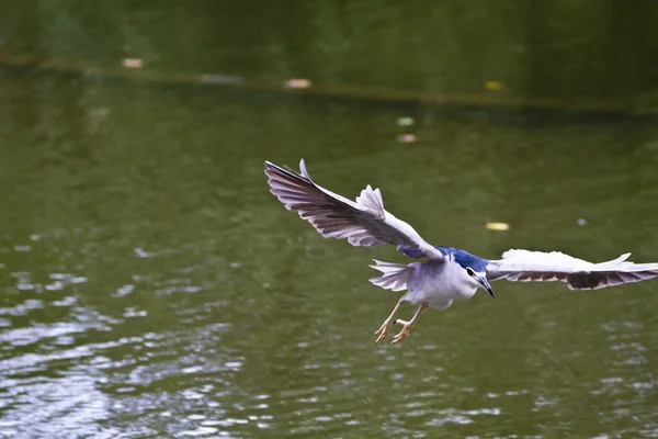 Black-crowned Night Heron,Nycticorax nycticorax — Stock Photo, Image