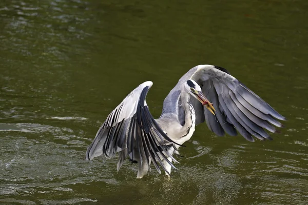 Grey Heron,Ardea cinerea — Stock Photo, Image