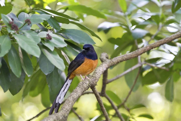 Mężczyzna biało rumped shama, copsychus malabaricus — Zdjęcie stockowe