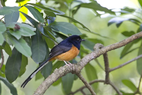 Mężczyzna biało rumped shama, copsychus malabaricus — Zdjęcie stockowe