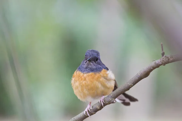 Kvinnliga vit-rumped shama, copsychus malabaricus — Stockfoto