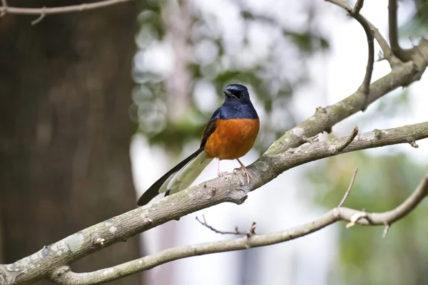 Samec tundrový Petr, copsychus malabaricus — Stock fotografie