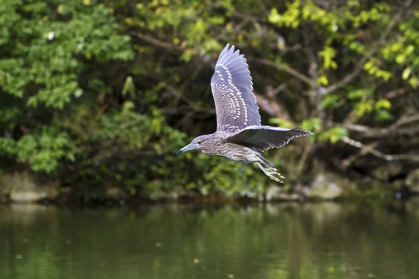 Immatures Black-crowned Night Heron, Nycticorax nycticorax — стоковое фото