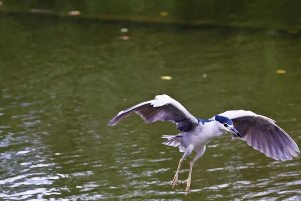 Heron Noite Preto-coroado, Nycticorax nycticorax — Fotografia de Stock