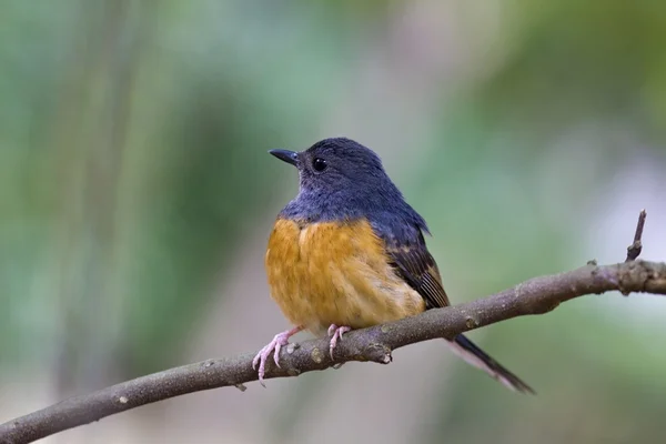 Kvinnliga vit-rumped shama, copsychus malabaricus — Stockfoto