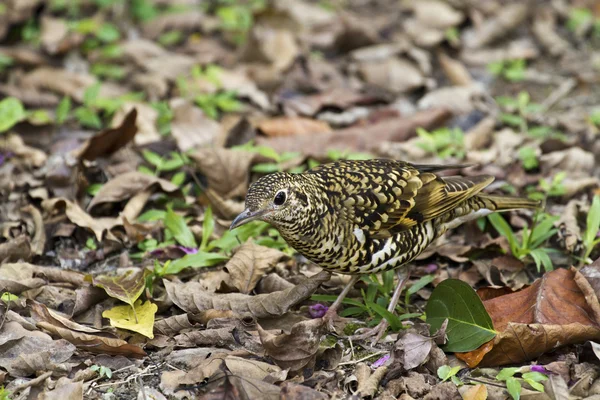 Tordo squamoso bianco, Zoothera dauma — Foto Stock