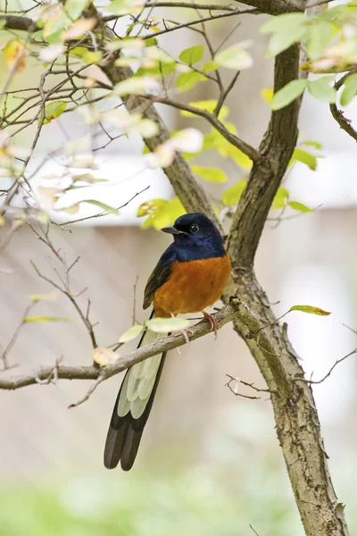 Samec tundrový Petr, copsychus malabaricus — Stock fotografie