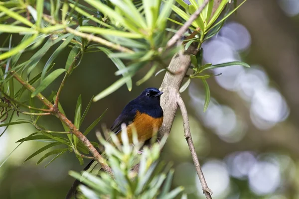 Mężczyzna biało rumped shama, copsychus malabaricus — Zdjęcie stockowe