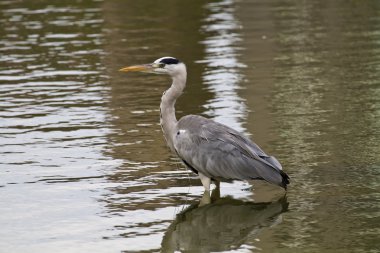 gri balıkçıl, ardea cinerea