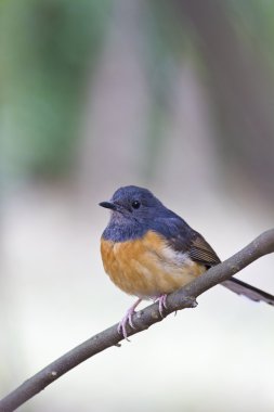 kadın AK sokumlu köstebek, copsychus malabaricus