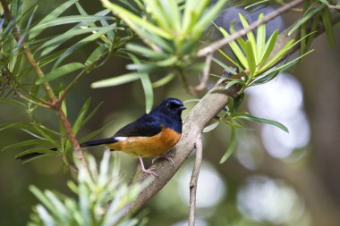 erkek AK sokumlu köstebek, copsychus malabaricus