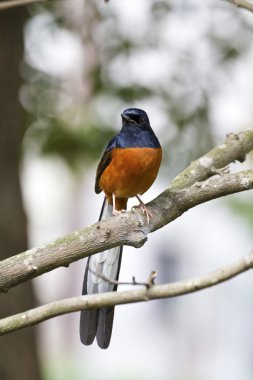 erkek AK sokumlu köstebek, copsychus malabaricus