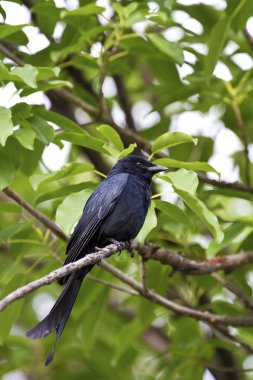 bronzlaşmış çaylak herif, dicrurus aeneus