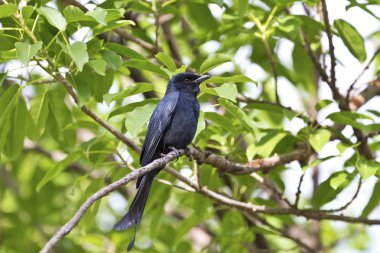 bronzlaşmış çaylak herif, dicrurus aeneus