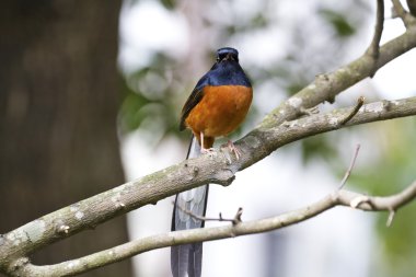 erkek AK sokumlu köstebek, copsychus malabaricus