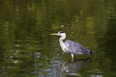 gri balıkçıl, ardea cinerea