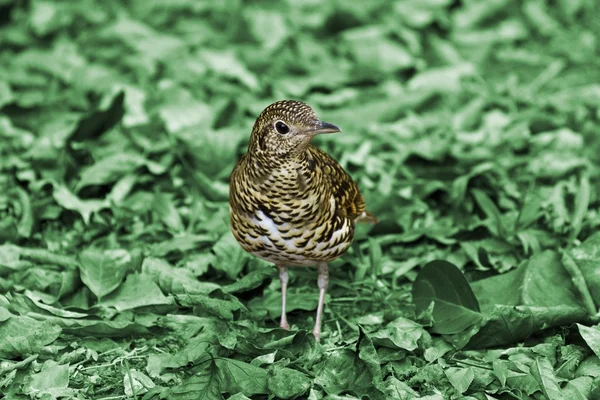 White's Scaly Thrush,Zoothera dauma — Stock Photo, Image