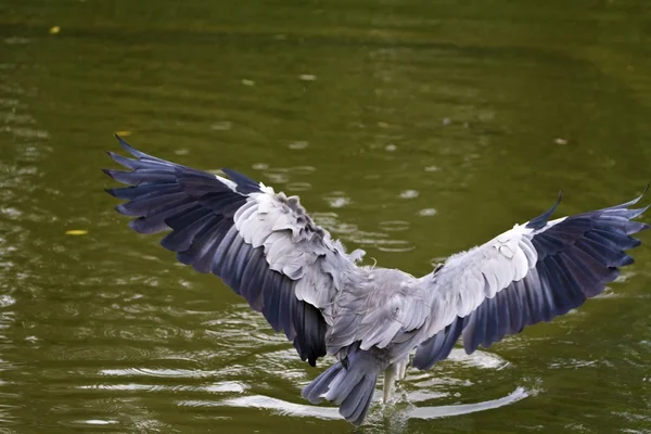 Grey Heron,Ardea cinerea — Stock Photo, Image