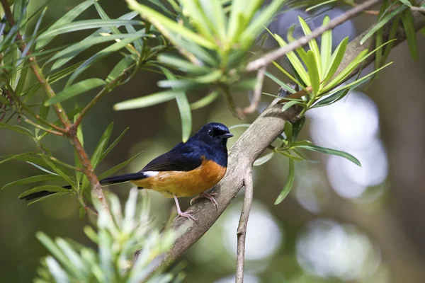 Mężczyzna biało rumped shama, copsychus malabaricus — Zdjęcie stockowe