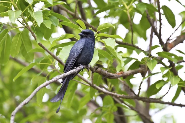 Bronzed Drongo, Dicrurus aeneus — стоковое фото