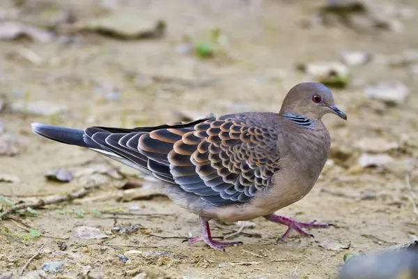 Oosterse Zomertortel, streptopelia orientalis — Stockfoto