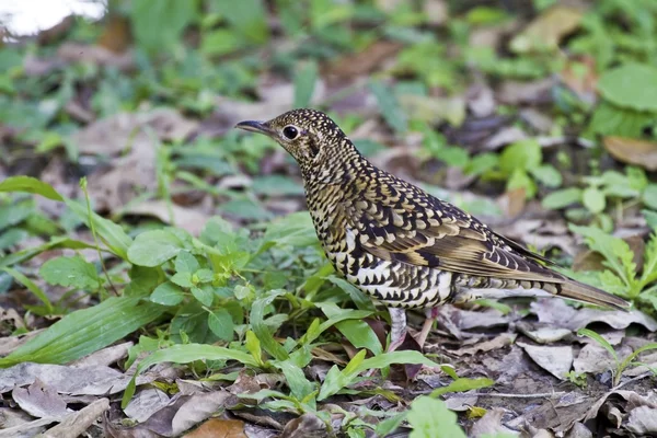 White's Scaly Thrush,Zoothera dauma — Stock Photo, Image