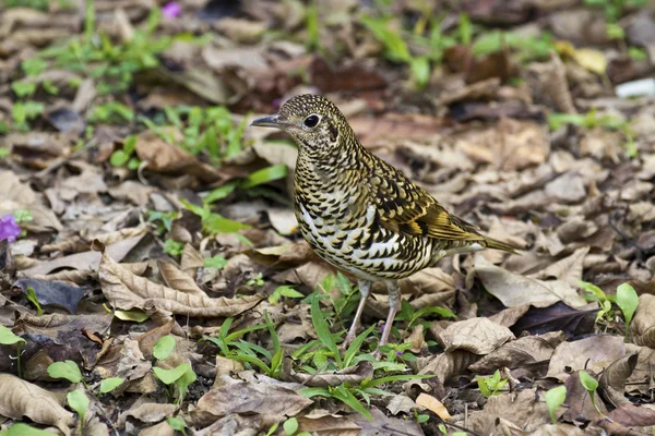 Tordo squamoso bianco, Zoothera dauma — Foto Stock