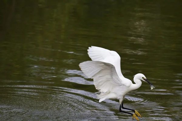 Grande Egret, Ardea alba — Fotografia de Stock