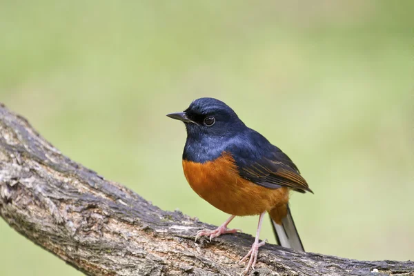 Самец белый Шама, Copsychus malabaricus — стоковое фото