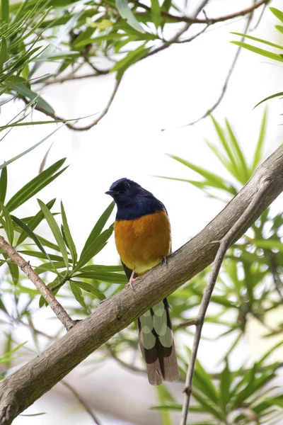 Macho branco-rumped shama, copsychus malabaricus — Fotografia de Stock