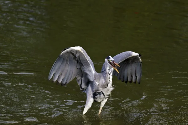 Grey Heron,Ardea cinerea — Stock Photo, Image