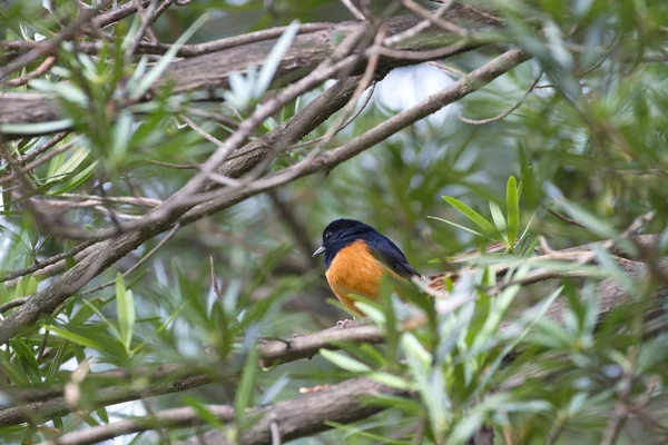 Самец белый Шама, Copsychus malabaricus — стоковое фото