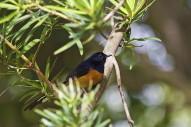 erkek AK sokumlu köstebek, copsychus malabaricus