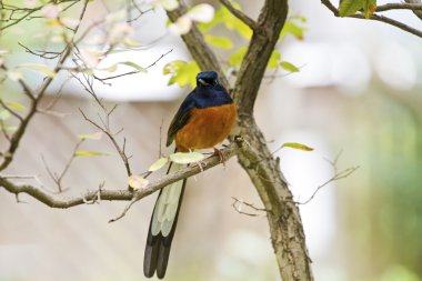 erkek AK sokumlu köstebek, copsychus malabaricus