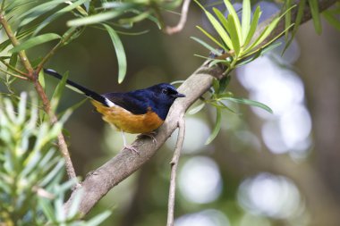 erkek AK sokumlu köstebek, copsychus malabaricus