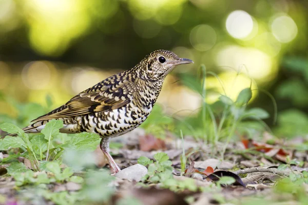 White's Scaly Thrush,Zoothera dauma — Stock Photo, Image