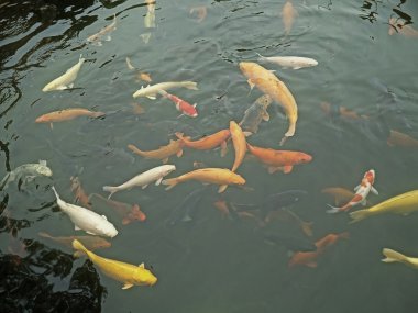 CARPs gölet